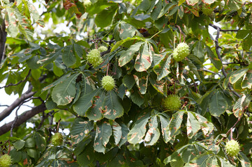 Abstract image of ripe chestnut in autumn park. Horse-chestnuts on conker tree branch - Aesculus hippocastanum fruits