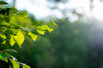 green birch leaves branches. bokeh background. Nature spring background.