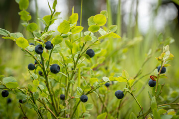 close up of blueberries in green forest