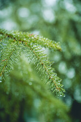 branch of a coniferous tree with raindrops