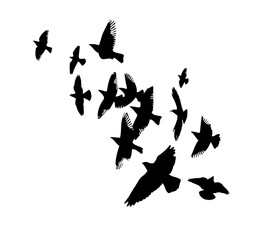 Flying birds silhouettes on white background. Vector illustration. isolated bird flying. tattoo design.