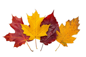 Fototapeta premium A small group of colorful autumn leaves, one deep red maple leaf, oak leaf, and maybe birch leaf arranged in a fan shape, isolated white background, leave plentiful space.