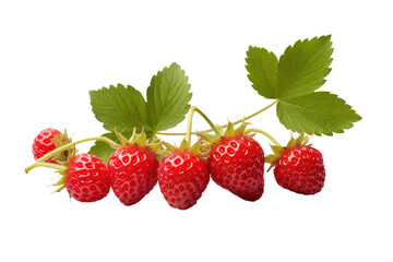 Sweet Symphony: A Luscious Harvest of Strawberries Dancing on a Branch on White or PNG Transparent Background.