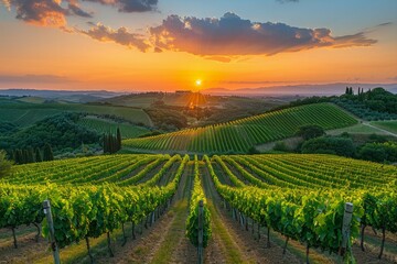 A panoramic view of a vineyard at sunset, with rows of grapevines under the warm, golden light. AI Generative.