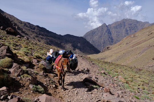ascent to mount toubkal,. mule carrying luggage on the path . toubkal national park. atlas mountains. Morocco