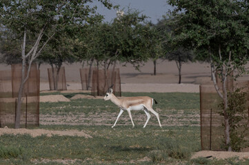 Gazelles running in the Arabian desert, taken in the Al Qudra desert in Dubai - UAE