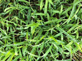 Close up green grass with dew drops