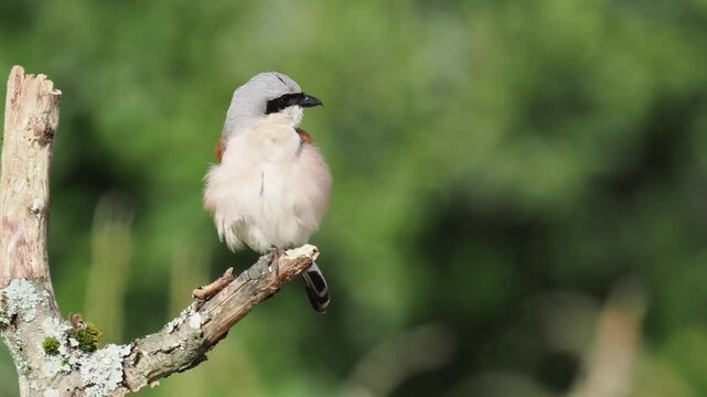 Neunt&ouml;ter (Lanius collurio)  M&auml;nnchen