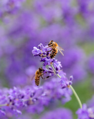 Honey bees collecting pollen from lavender flowers in a garden.