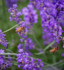 Honey bees flying towards lavender flowers in a garden in summer.