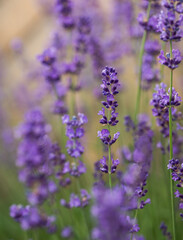 Close up of purple lavender flowers blooming in garden in summer.