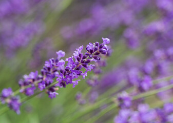 Close up of purple lavender flowers blooming in garden in summer.