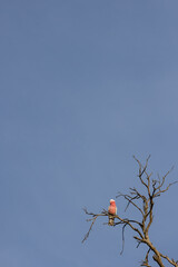 A pink and grey galah perched on a bare tree branch with blue sky
