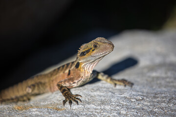 A young bearded dragon lizard on a rock, basking in the sun
