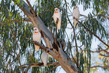 Long billed corellas perched in a tree