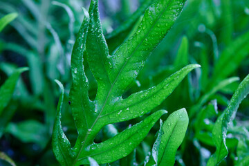 Close-up view of raindrops on fern leaf  during rainy season