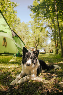 Border Collie dog resting on the grass of a campsite