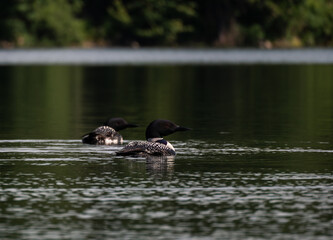 Pair of common loons swimming on calm lake on summer morning.