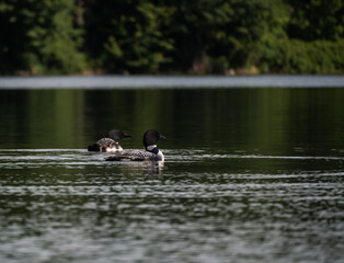 Pair of common loons swimming on calm lake on summer morning.