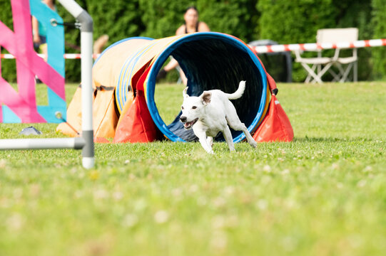 Dog racing in agility. Running dogs over obstacles.