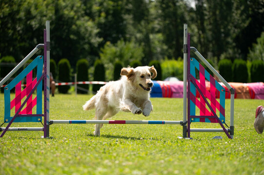 Dog racing in agility. Running dogs over obstacles.