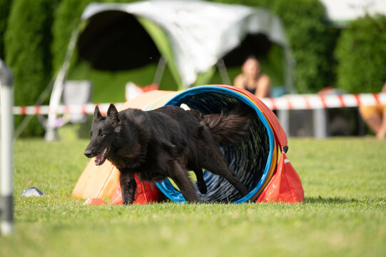 Dog racing in agility. Running dogs over obstacles.