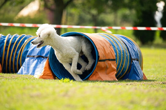Dog racing in agility. Running dogs over obstacles.