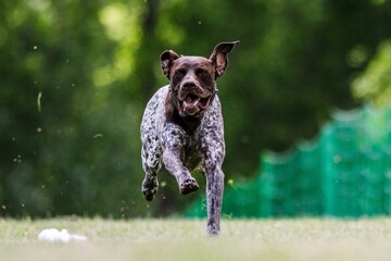 Purebred German Shorthaired Pointer Dog Running Lure Course Dog Sport