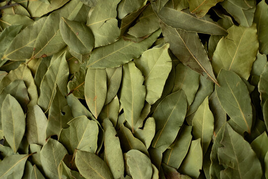 Full Frame of Dried Bay Leaves, Perfect for Culinary and Herbal