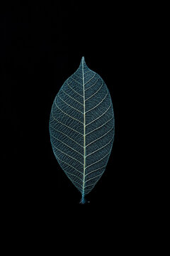 Nature's Veins
自然の葉脈