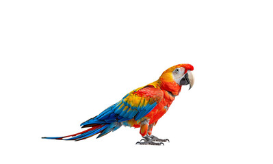 Obraz premium Parrot on white background