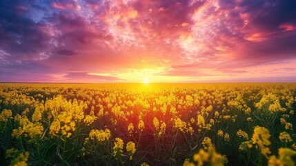 Golden Field Sunset