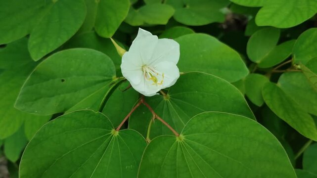 purpurea plnat with white flower