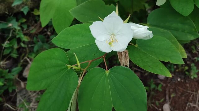 purpurea plnat with white flower
