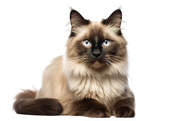 Whiskers in Wonder: A Mesmerizing Close-Up of a Majestic White Cat on White or PNG Transparent Background.