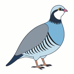 Chukar vector illustration