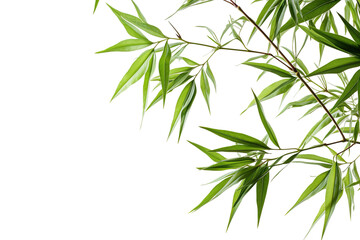 Whispers of the Bamboo Grove on White or PNG Transparent Background.