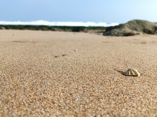 photo of beach sand and shells on the edge of the beach, background