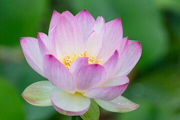 蓮の花は早朝に開く