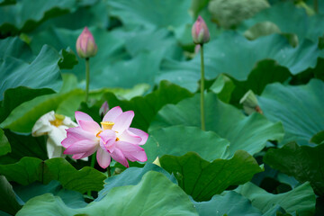 These are lotus flowers from a certain place in Kyoto, Japan.