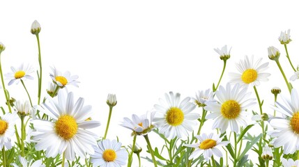 Border of daisies with empty area © AkuAku