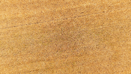 Golden Wheat Field Glowing in the Summer Sun