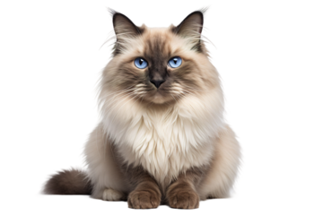 Mystical Feline Grace: A Blue-Eyed Cats Tranquil Repose on White or PNG Transparent Background.