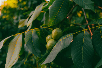 Walnut tree with nuts. Green walnuts