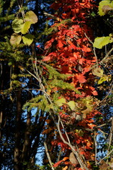 真っ赤に紅葉して秋の到来を告げるツタウルシ