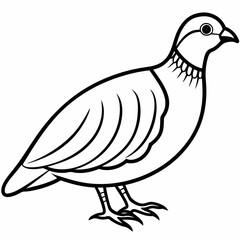 Chukar vector illustration