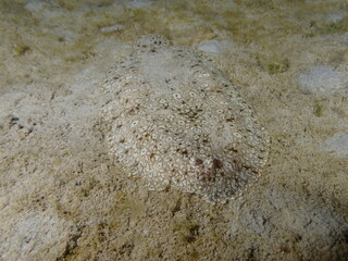 Night dive at Kata Beach, see underwater creatures at night.