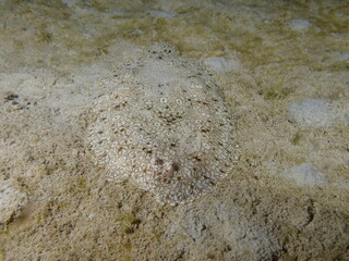 Night dive at Kata Beach, see underwater creatures at night.