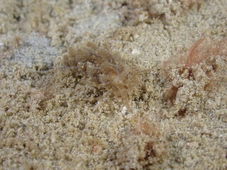 Night dive at Kata Beach, see underwater creatures at night.