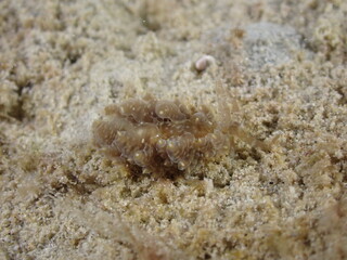 Night dive at Kata Beach, see underwater creatures at night.